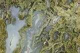 Moss Agate Replaced Wood Cast - Oregon #373526-1